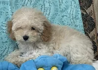 Mimi, a male Poodle - Toy  for sale in Wrightsville, GA – 10 of 10