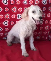 Mimi, a male Poodle - Toy  for sale in Wrightsville, GA – 3 of 10