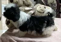 Eunice, a female Shih Tzu for sale in Wrightsville, GA – 2 of 7