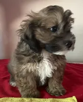 Colton, a male Bichon Frise and Shihpoo for sale in Wrightsville, GA – 7 of 10