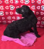 Idra, a female Poodle - Toy  for sale in Wrightsville, GA – 7 of 10