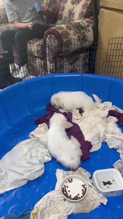 Milan, a male Bichon Frise for sale in Wrightsville, GA – 10 of 10