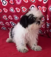 Earl, a male Shih Tzu for sale in Wrightsville, GA – 3 of 10