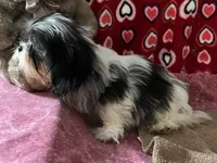 Nahum, a male Shih Tzu for sale in Wrightsville, GA – 4 of 10