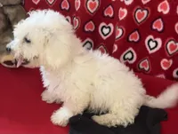 Delwin, a male Bichon Frise for sale in Wrightsville, GA – 2 of 10