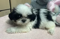 Essie, a female Shih Tzu for sale in Wrightsville, GA – 10 of 10