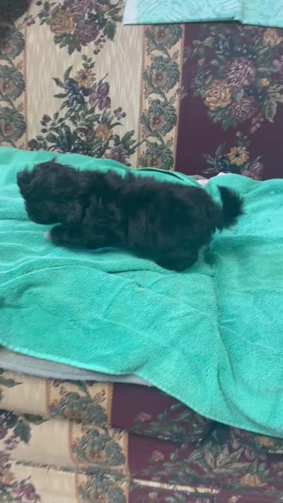 Zeno, a male Shih Tzu and Poodle - Toy  for sale in Wrightsville, GA – 10 of 10