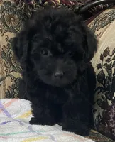 Corette, a female Yorkshire Terrier and Poodle - Toy  for sale in Wrightsville, GA – 4 of 10