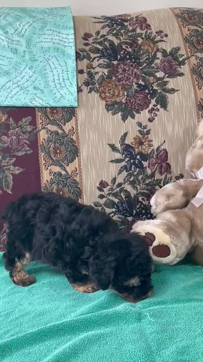 Melora, a female Poodle - Toy  for sale in Wrightsville, GA – 8 of 9
