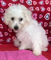 Merilyn, a female Bichon Frise for sale in Wrightsville, GA – 4 of 10