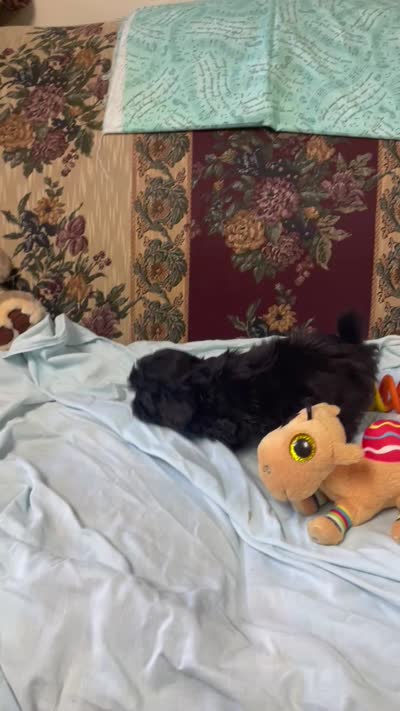 Zofia, a female Shih Tzu and Poodle - Toy  for sale in Wrightsville, GA – 9 of 9