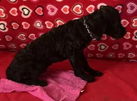 Idra, a female Poodle - Toy  for sale in Wrightsville, GA – 6 of 10