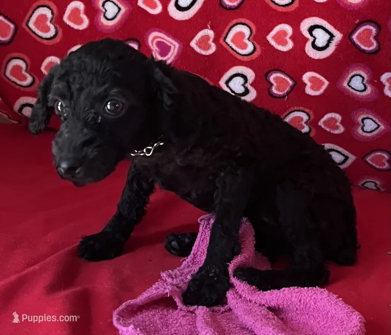 Idra – Poodle - Toy  puppy for sale in Wrightsville, GA