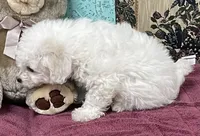 Dalila, a female Bichon Frise for sale in Wrightsville, GA – 3 of 10