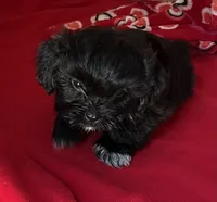 Jackie, a female Shih Tzu for sale in Wrightsville, GA – 2 of 4