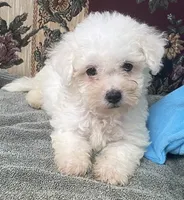 Tamaka, a female Bichon Frise for sale in Wrightsville, GA – 7 of 10