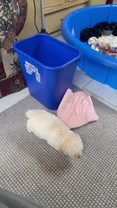 Milton, a male Poodle - Toy  for sale in Wrightsville, GA – 5 of 8