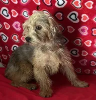 Gideon, a male Yorkipoo for sale in Wrightsville, GA – 8 of 10