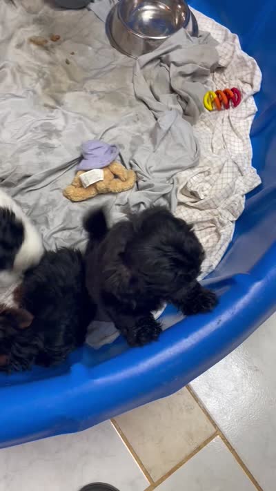 Ovidio, a male Shihpoo and Shih Tzu for sale in Wrightsville, GA – 10 of 10