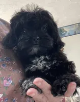 Zuma, a female Shih Tzu and Poodle - Toy  for sale in Wrightsville, GA – 5 of 10
