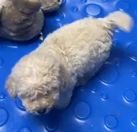 Sofie, a male Poodle - Toy  and Bichpoo for sale in Wrightsville, GA – 2 of 10