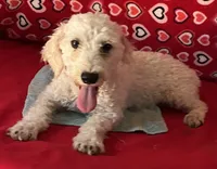 Milton, a male Poodle - Toy  for sale in Wrightsville, GA – 9 of 10