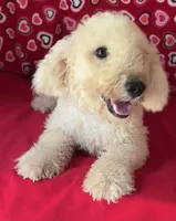 Cyprus, a male Bichon Frise for sale in Wrightsville, GA – 6 of 10