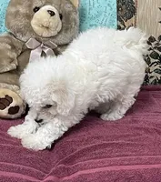 Dalila, a female Bichon Frise for sale in Wrightsville, GA – 4 of 10