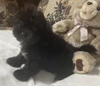 Zelfa, a female Shih Tzu and Poodle - Toy  for sale in Wrightsville, GA – 4 of 7
