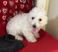 Delwin, a male Bichon Frise for sale in Wrightsville, GA – 3 of 10