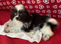Essie, a female Shih Tzu for sale in Wrightsville, GA – 3 of 7
