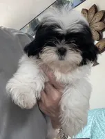 Nadia, a female Shih Tzu for sale in Wrightsville, GA – 5 of 10