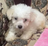 Tania, a female Bichon Frise for sale in Wrightsville, GA – 5 of 10