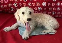 Milton, a male Poodle - Toy  for sale in Wrightsville, GA – 2 of 10