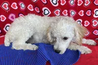Mimi, a male Poodle - Toy  for sale in Wrightsville, GA – 7 of 10