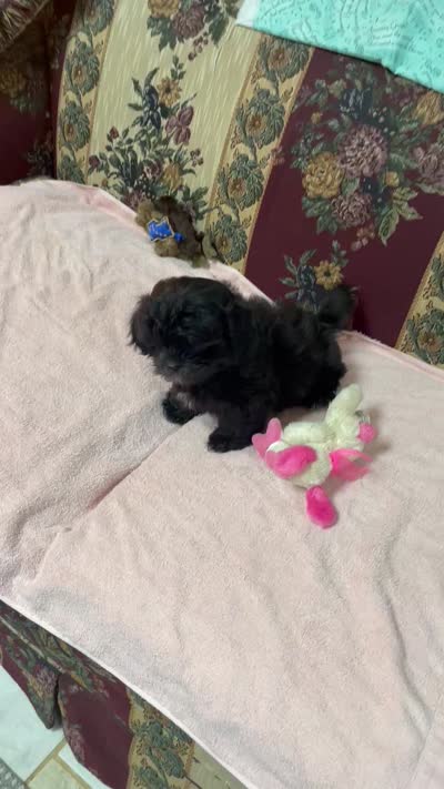 Ovidio, a male Shihpoo and Shih Tzu for sale in Wrightsville, GA – 7 of 10