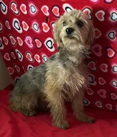Gideon, a male Yorkipoo for sale in Wrightsville, GA – 6 of 10