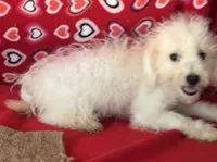 Tamaka, a female Bichon Frise for sale in Wrightsville, GA – 10 of 10