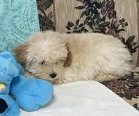 Mimi, a male Poodle - Toy  for sale in Wrightsville, GA – 8 of 10
