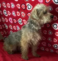 Gideon, a male Yorkipoo for sale in Wrightsville, GA – 7 of 10