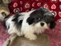 Nahum, a male Shih Tzu for sale in Wrightsville, GA – 3 of 10