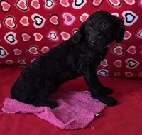 Idra, a female Poodle - Toy  for sale in Wrightsville, GA – 8 of 10