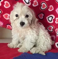 Camila, a female Bichon Frise and Shihpoo for sale in Wrightsville, GA – 9 of 9