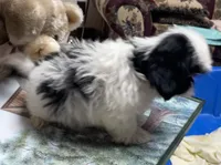 Elisha, a male Shih Tzu for sale in Wrightsville, GA – 8 of 10