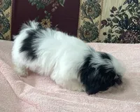 Nadia, a female Shih Tzu for sale in Wrightsville, GA – 3 of 10