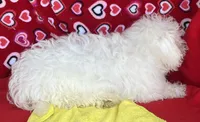 Milan, a male Bichon Frise for sale in Wrightsville, GA – 8 of 9