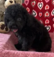 Idra, a female Poodle - Toy  for sale in Wrightsville, GA – 7 of 10