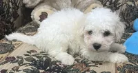 Tilton, a male Bichon Frise for sale in Wrightsville, GA – 6 of 9