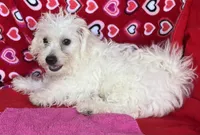 Merilyn, a female Bichon Frise for sale in Wrightsville, GA – 5 of 10