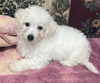 Daniel, a male Bichon Frise for sale in Wrightsville, GA – 9 of 10